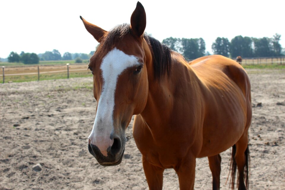 Riding meadow hooves photo