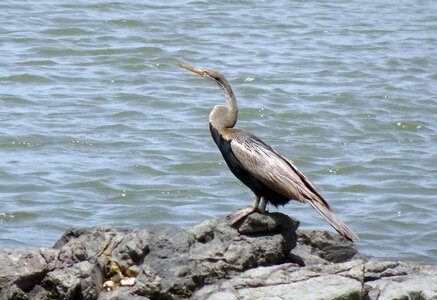 Anhingidae anhinga melanogaster