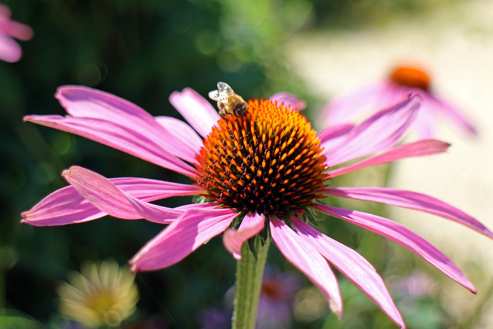 Red glow purple coneflower pink violet