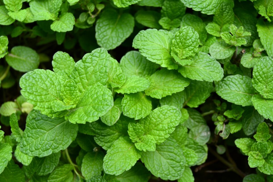 Mint green leaf plant photo