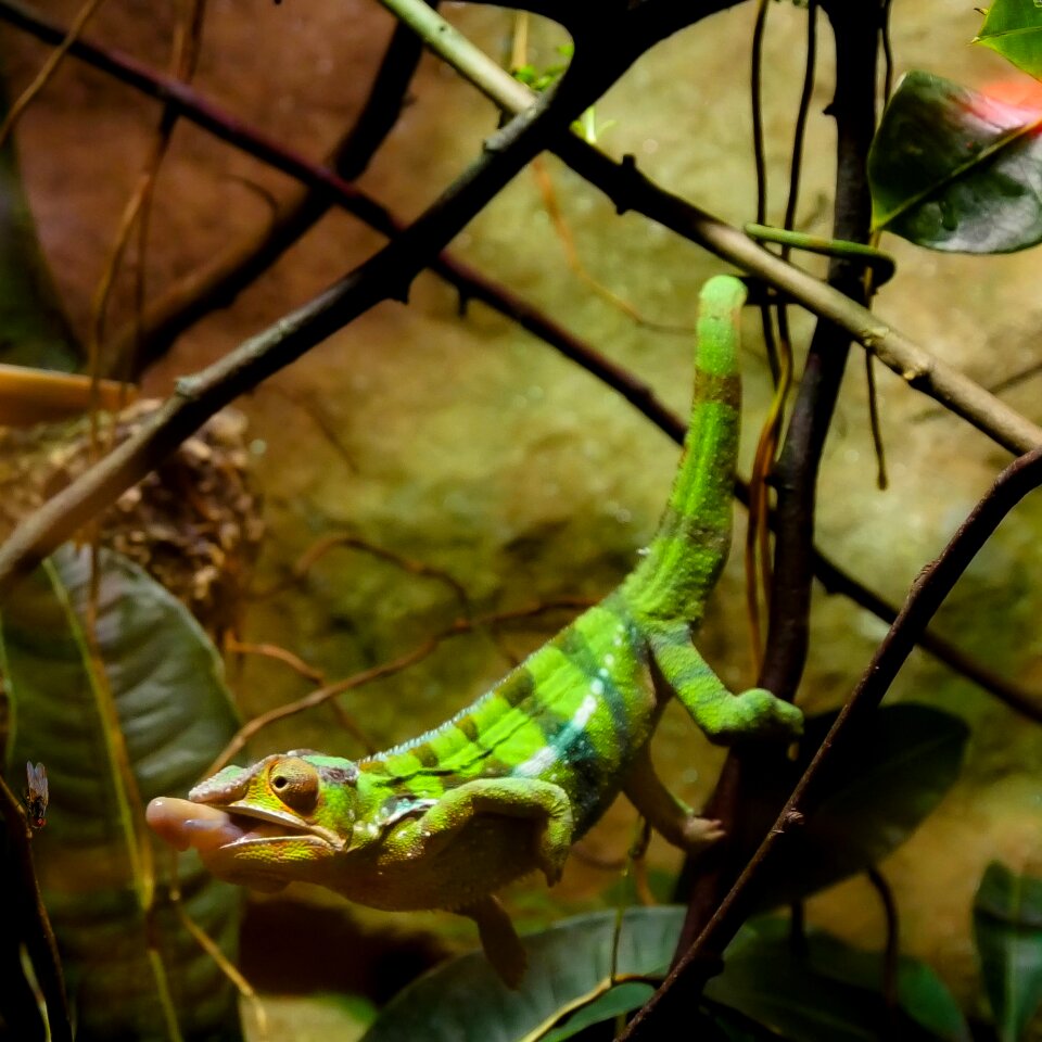 Lizard tropical hunt