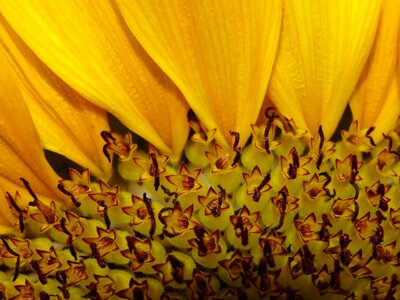 Herbal oils sunflower seeds plant