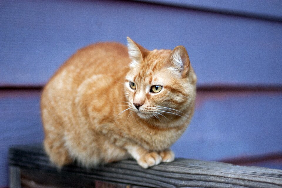Outdoor animal cute