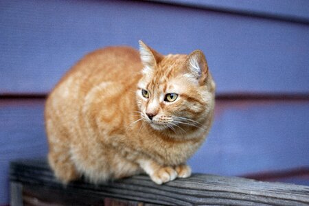 Outdoor animal cute