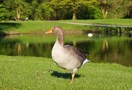 Poultry animal water bird