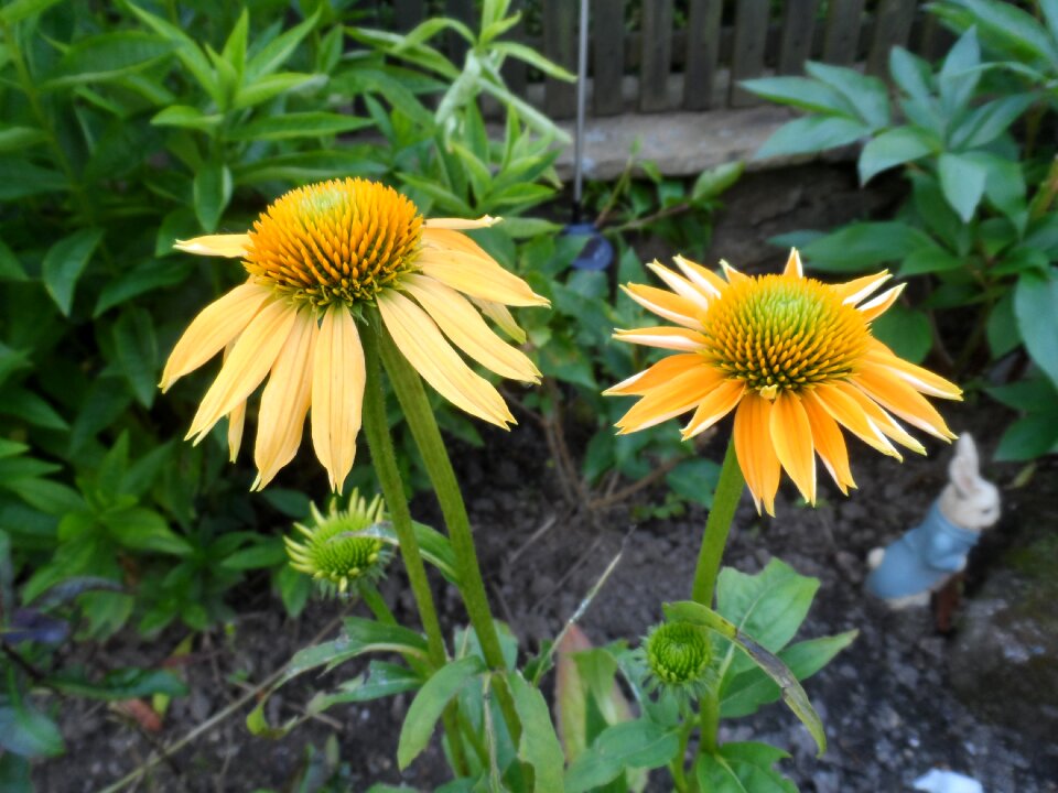 Echinacea green earth