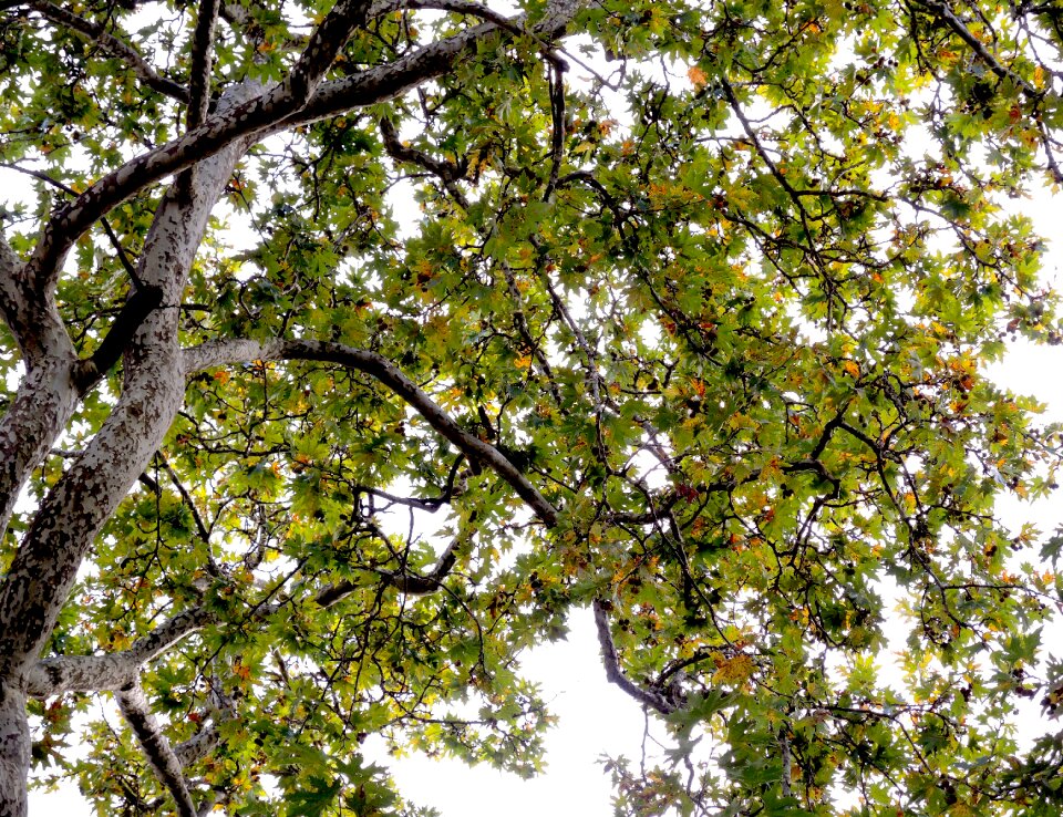 Environment forest