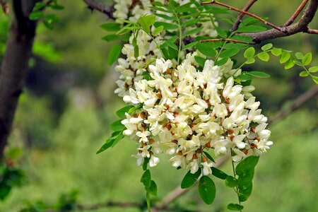 Acacia robinia pseudoacacia white flowers