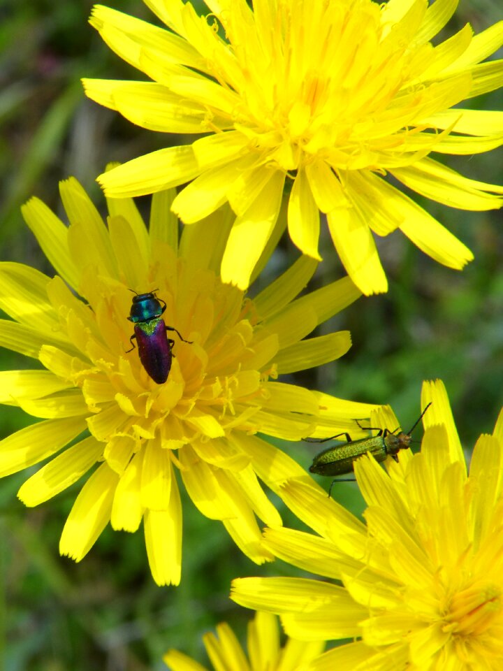 Lepidoptera dandelion beetles metallic