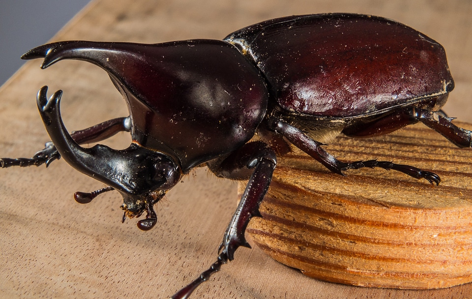 Tropical beetles rhinoceros beetle riesenkaefer