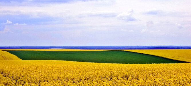Spring field yellow-green