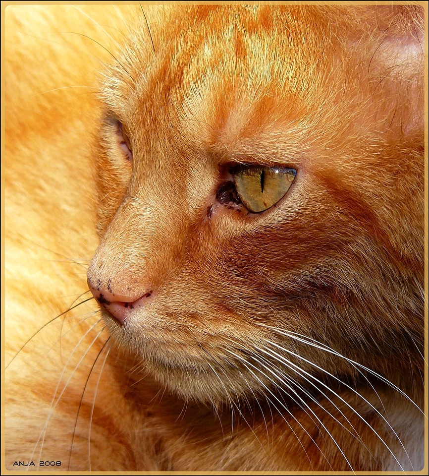 Nose cat's eyes animals