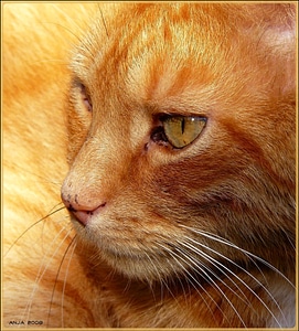 Nose cat's eyes animals
