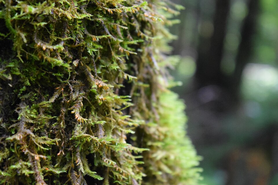 Green forest natural