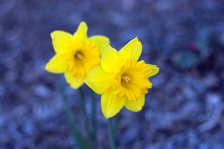 Narcissus nature garden photo