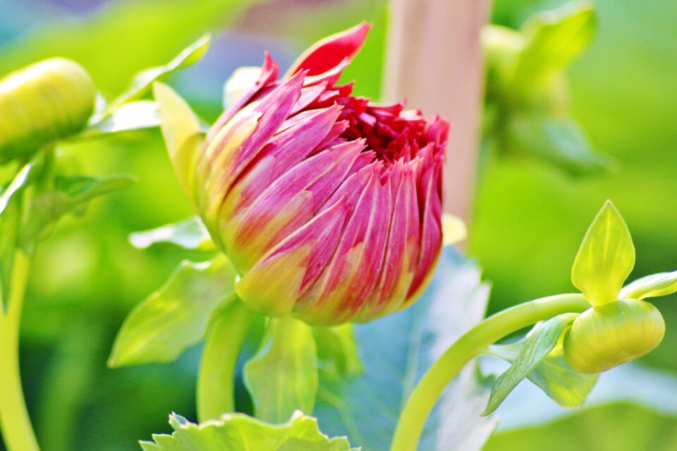 Spring garden bloom