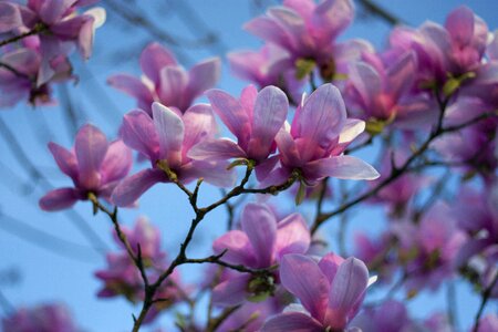 Tree blossom flower