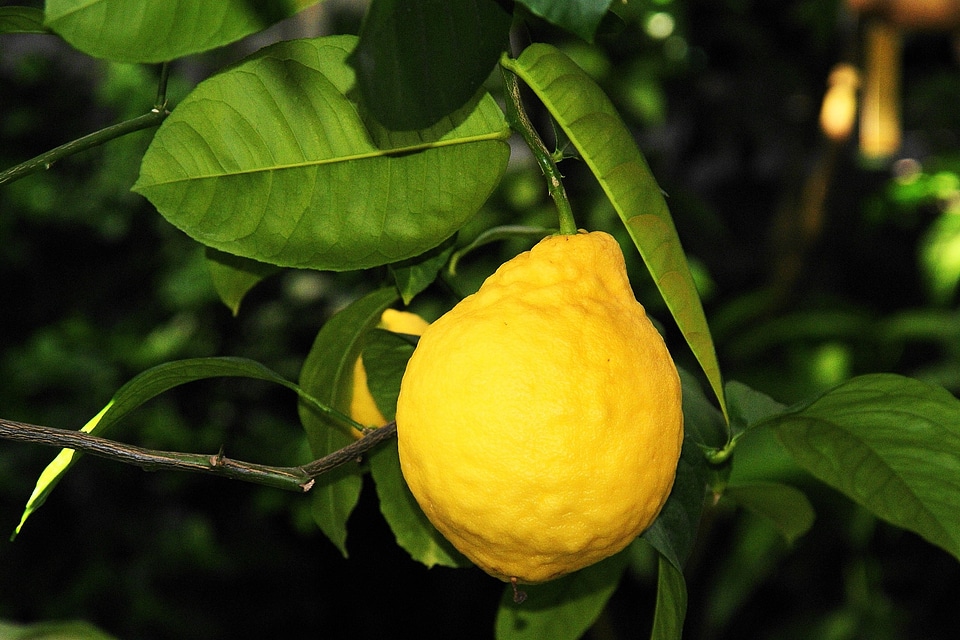 Fruit vitamins botanical garden