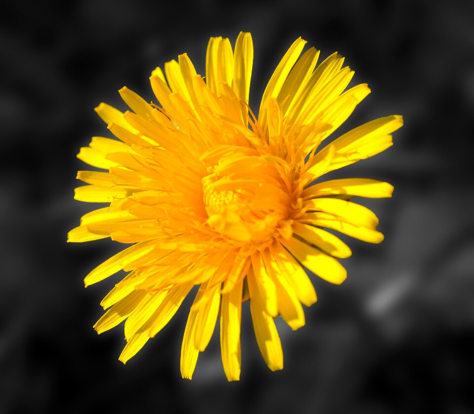 Yellow pointed flower plant