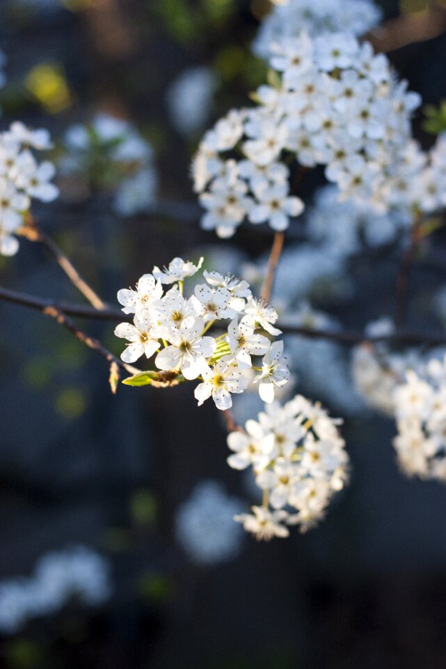 Floral blooming nature