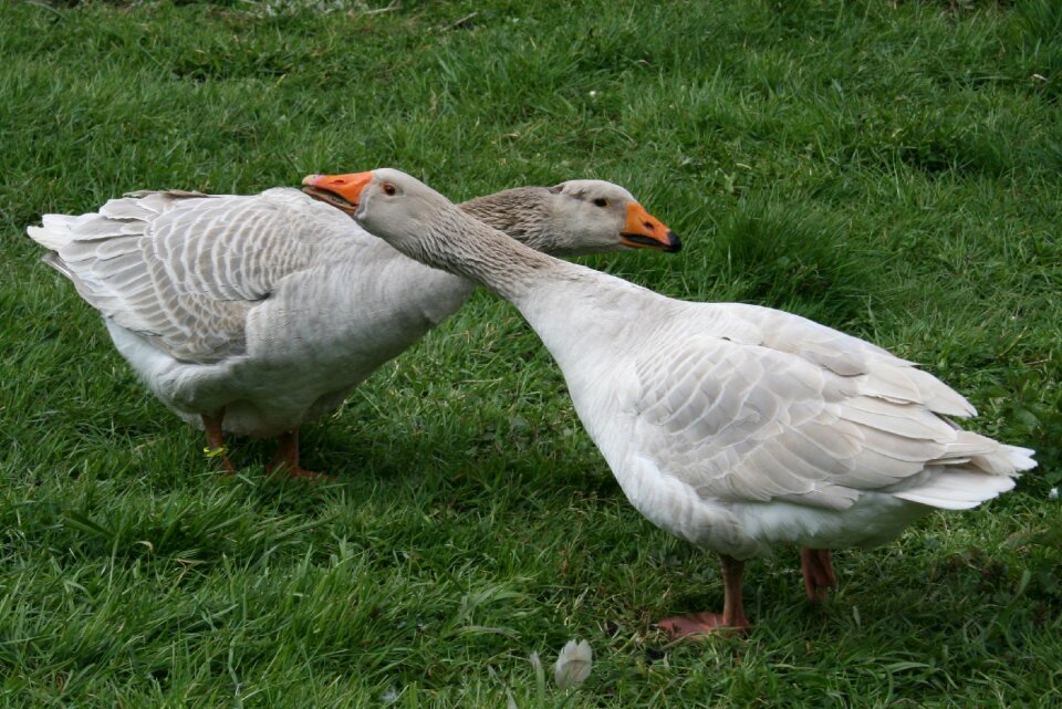 Bird goose meadow nature