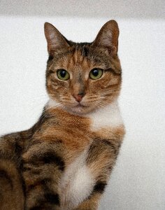 Sweet animal companion fur