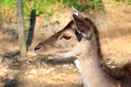 Roe deer nature forest animal