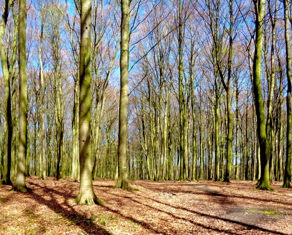 Nature mood deciduous forest