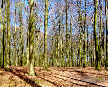 Nature mood deciduous forest photo