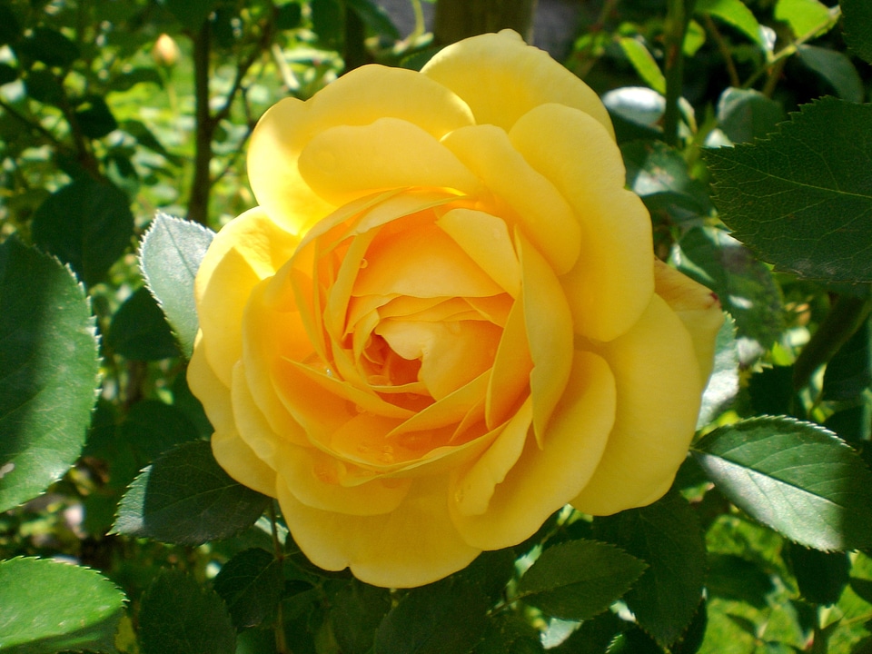 Fragrance romantic yellow