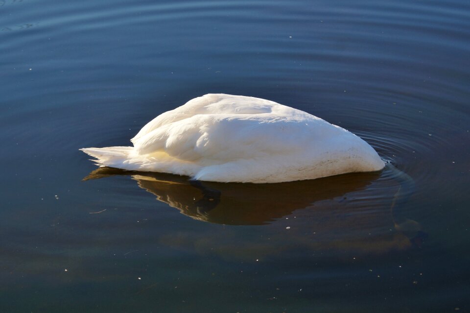 Animal white schwimmvogel