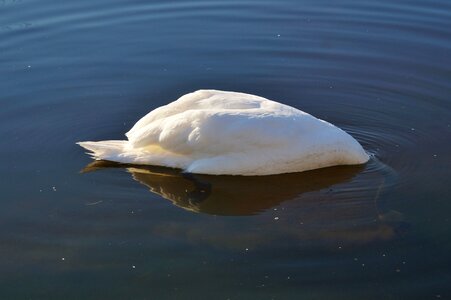 Animal white schwimmvogel