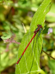 Damselfly espiadimonis flying insect