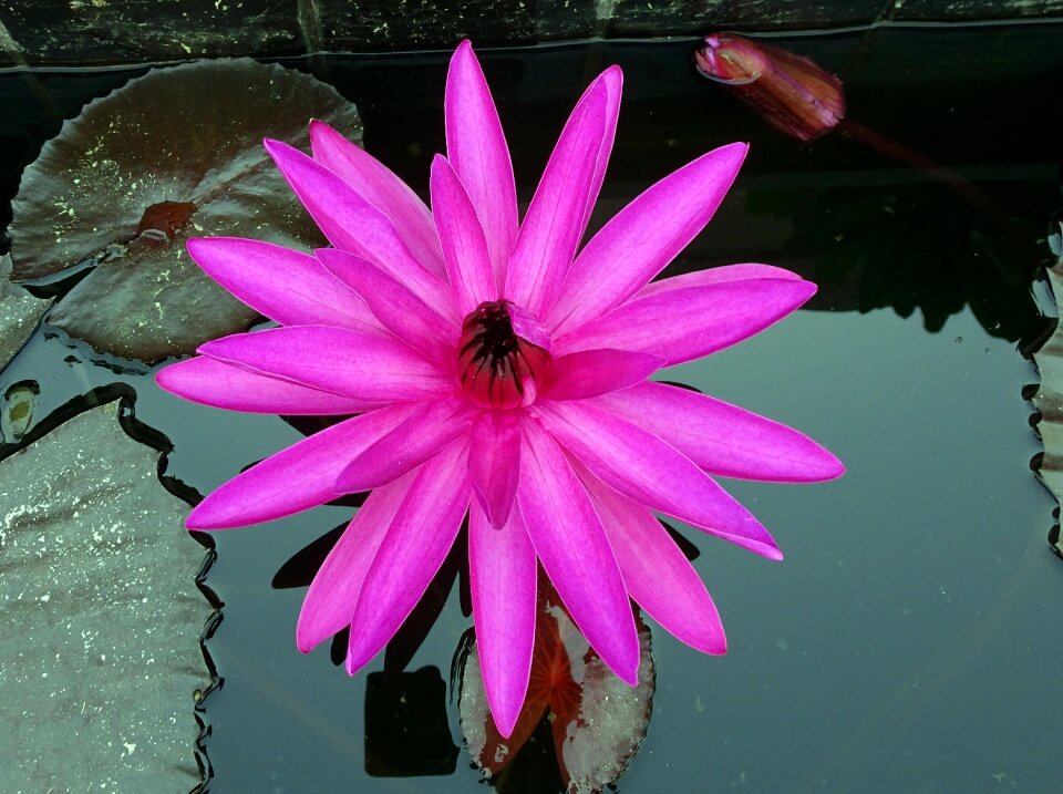 Lal shapla lal kamal raktakamal