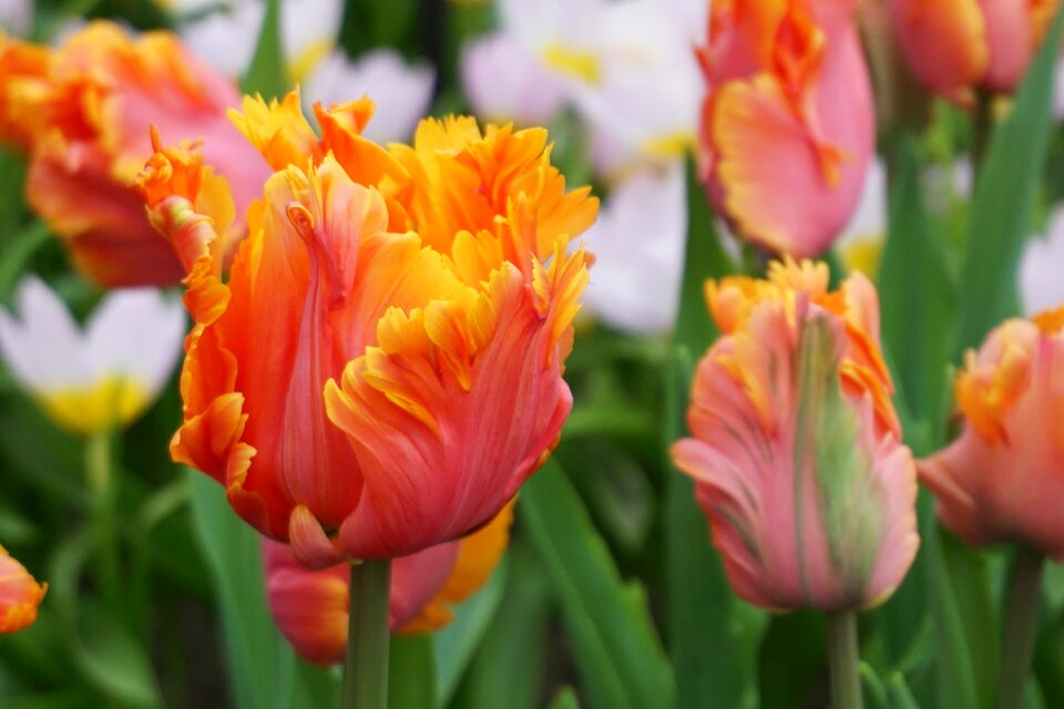 Spring red yellow
