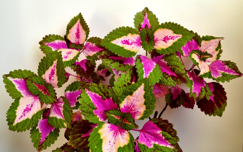 Solenostemon scutellarioides nature ornamental plant