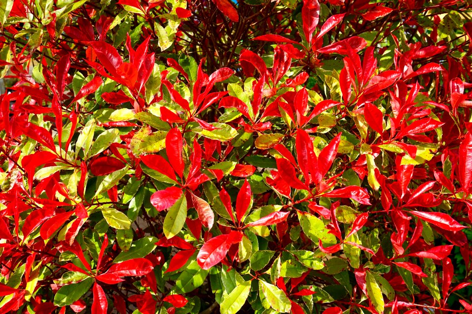 Green nature foliage