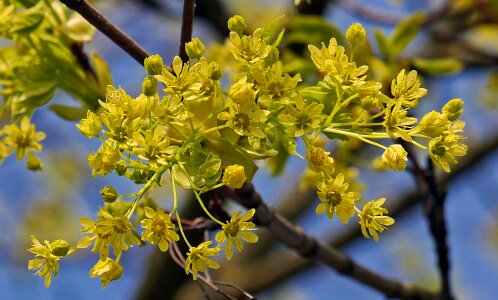 Blossom branches yellow green spring photo
