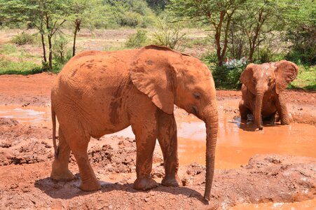 Baby elephant wildlife photo