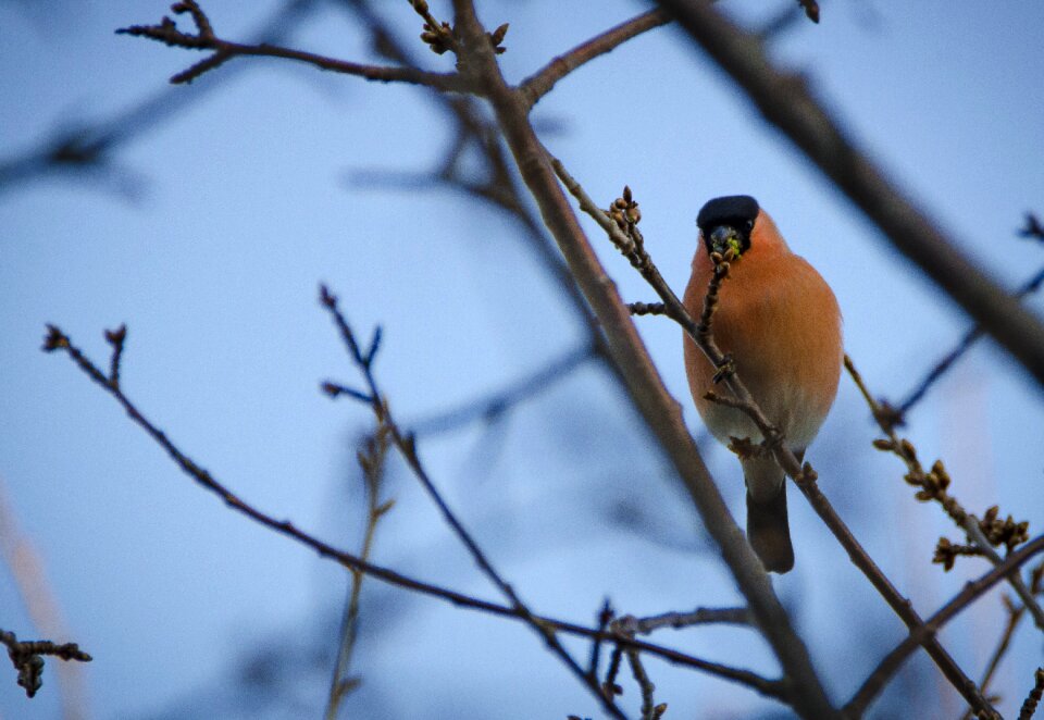 Bullfinch spring small birds