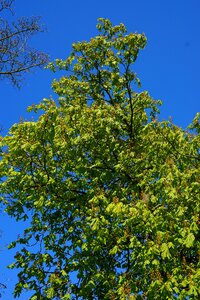 Chestnut tree green flowers photo