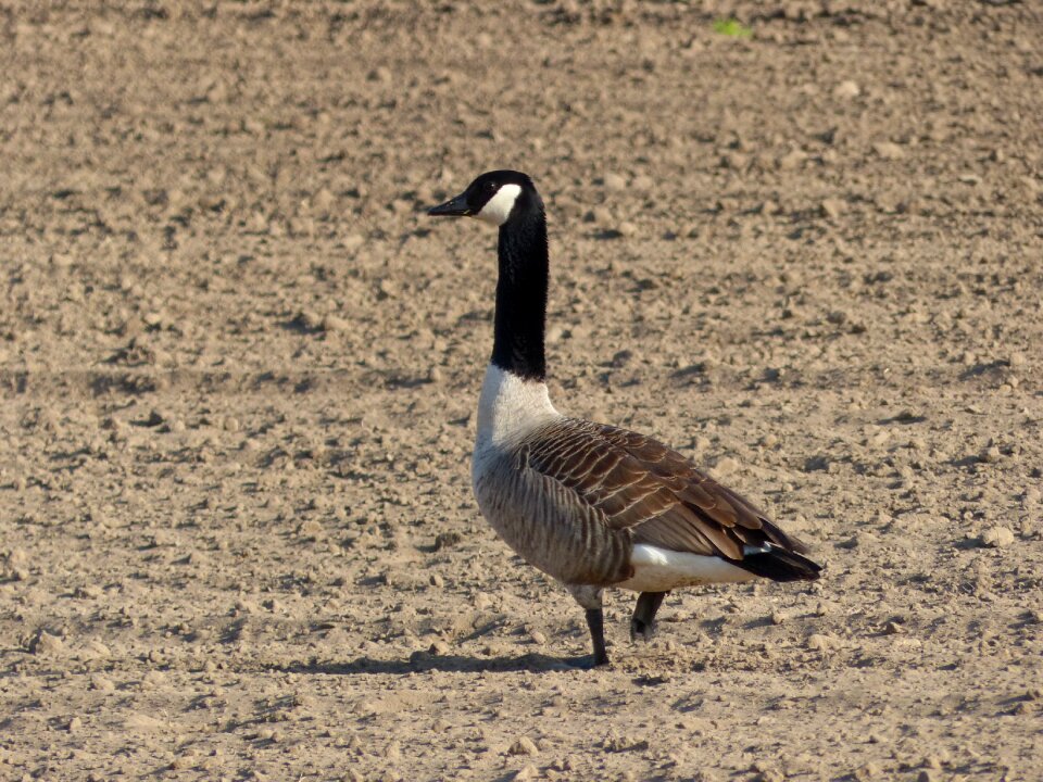 Animal wild goose geese