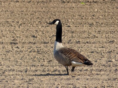 Animal wild goose geese photo