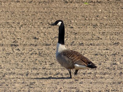 Animal wild goose geese