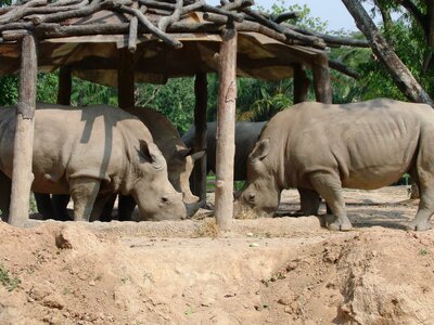 Animals wild animals dangerous animals
