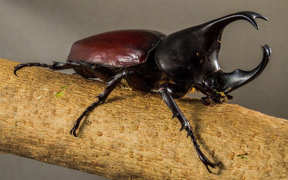 Tropical beetles rhinoceros beetle riesenkaefer