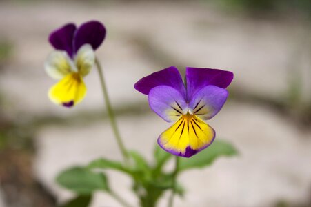 Plant purple bloom