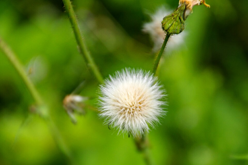 Spring bloom nature