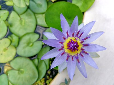 Water lotus buddha pure