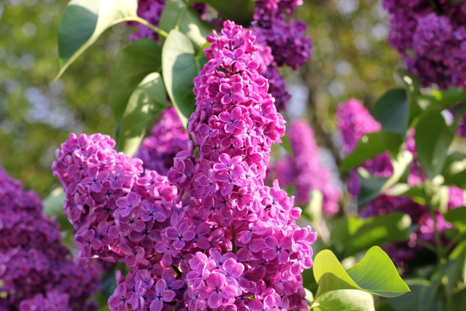 Flowers blooming branches photo